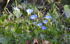 Ipomoea cardiophylla