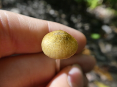Entoloma flavoviride