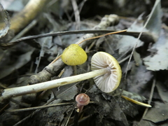 Entoloma flavoviride