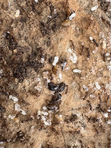 Tetramorium alpestre
