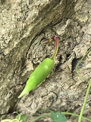 Parmentiera aculeata