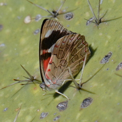 Diaethria bacchis