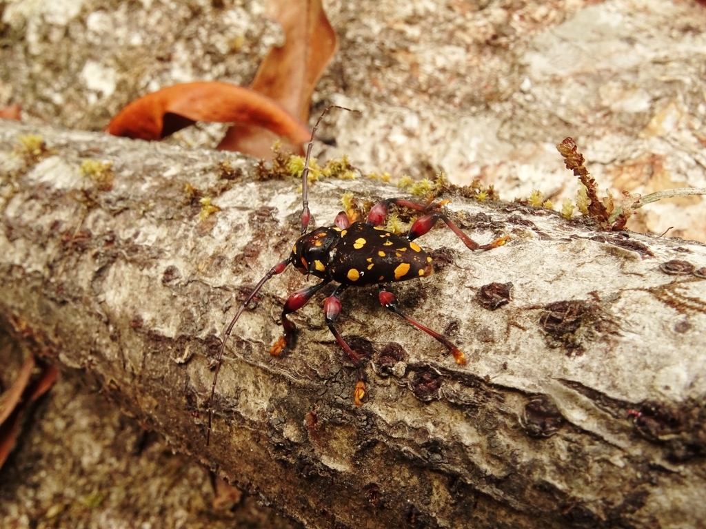 Acanthoderes