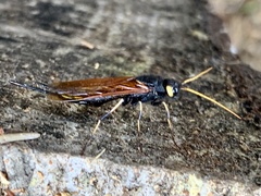 Urocerus californicus