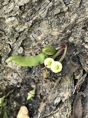 Parmentiera aculeata