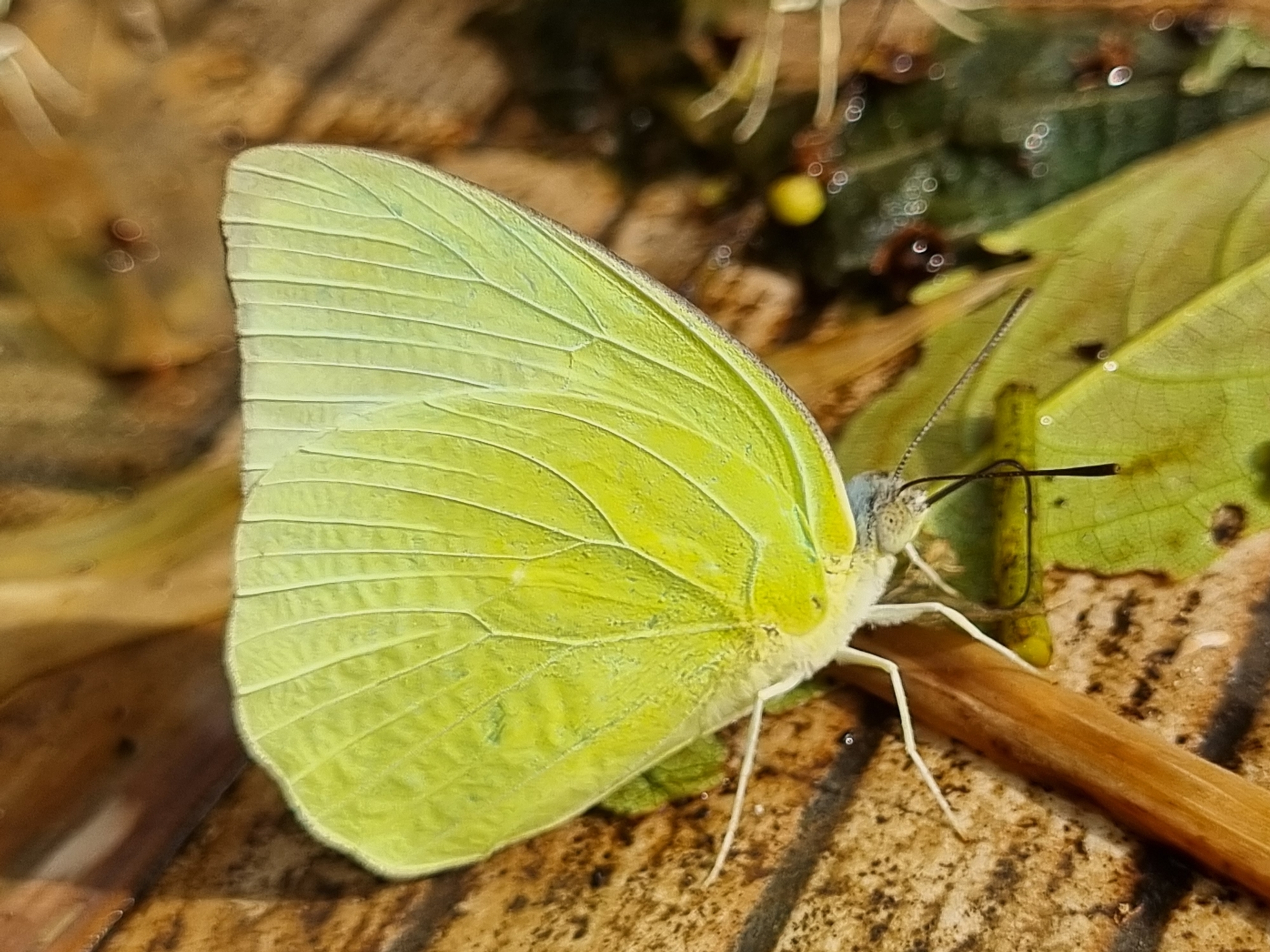 Lemon Emigrant