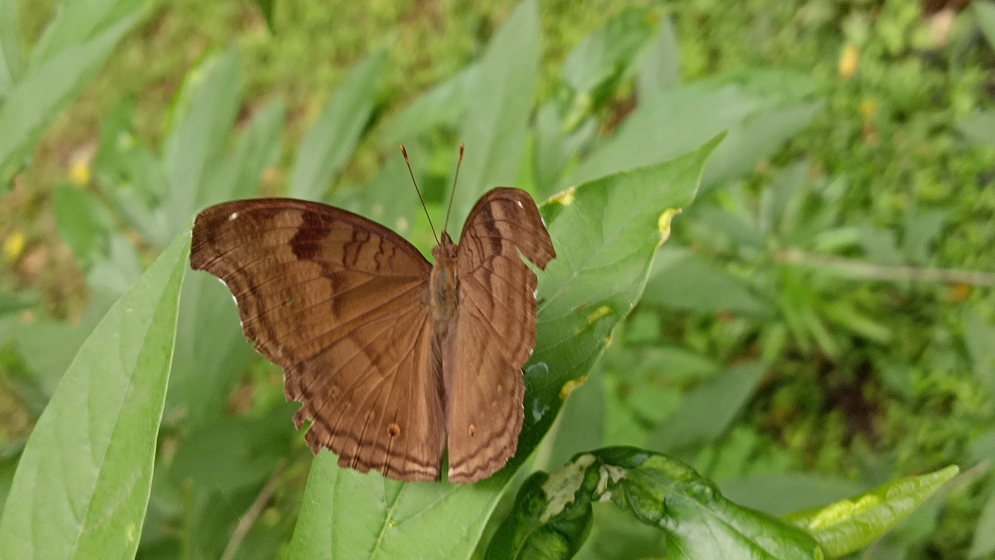 Chocolate Pansy