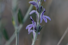 Mirandea grisea