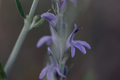 Mirandea grisea