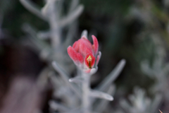 Castilleja lanata
