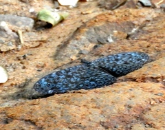 Hamadryas atlantis lelaps