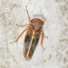 Populicerus