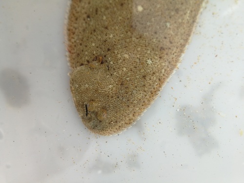 Portuguese sole (Dagetichthys lusitanicus) — Soleidae — 2