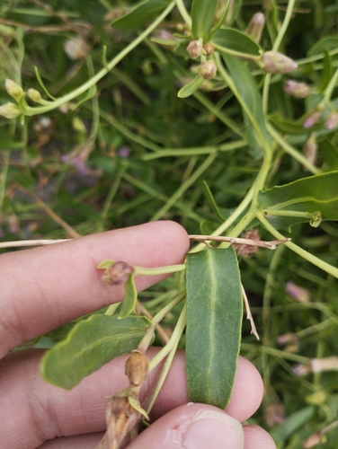 Karelinia caspia, photograph 5