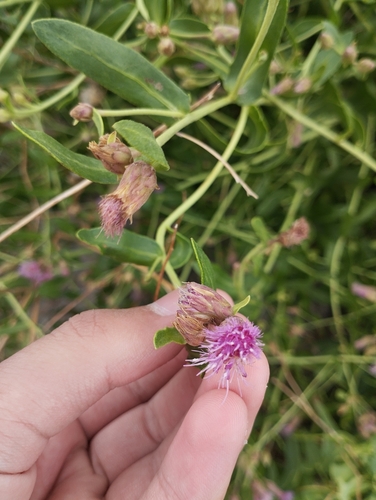 Karelinia caspia, photograph 6