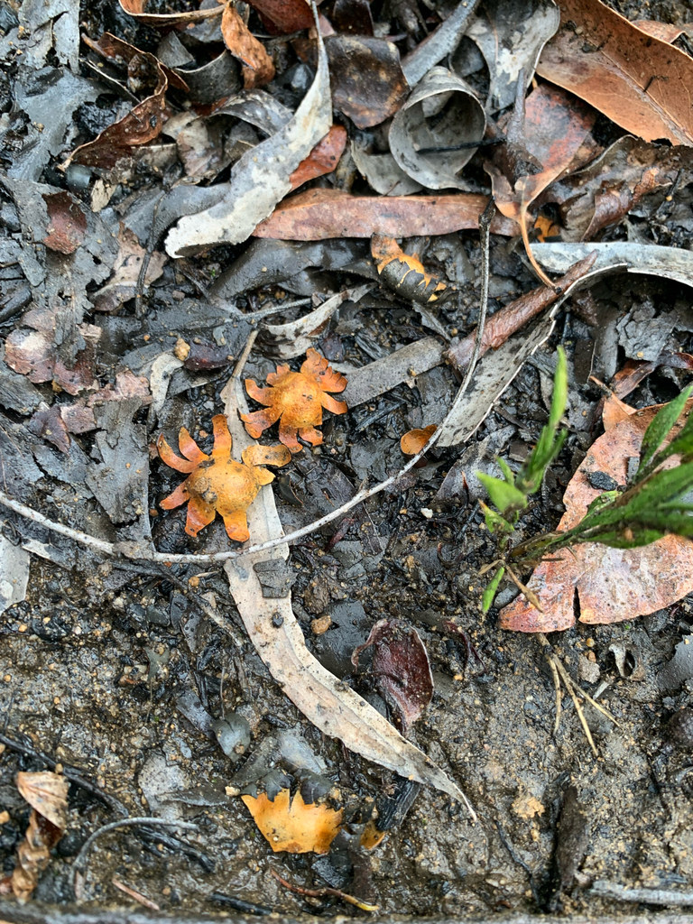 Nothocastoreum cretaceum · June 2025 · photo: © celadonfern (iNaturalist, cc-by)