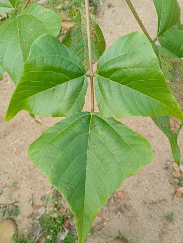 Erythrina speciosa