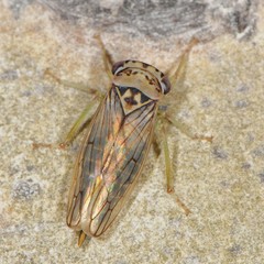Populicerus