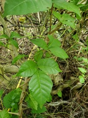 Allophylus timorensis