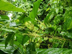 Allophylus timorensis