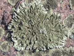 Xanthoparmelia plittii