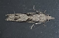 Holocola thalassinana