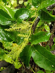 Allophylus timorensis