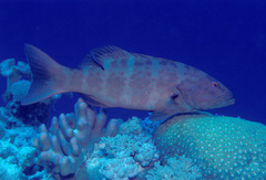 Plectropomus leopardus