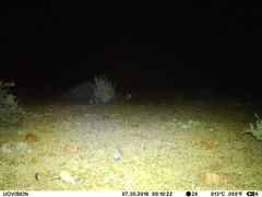 Antechinomys laniger