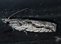 Holocola thalassinana