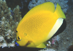 Apolemichthys trimaculatus