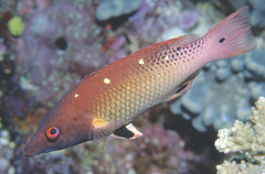 Bodianus dictynna