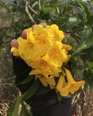 Tecoma stans