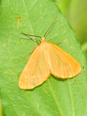 Eubaphe
