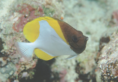 Hemitaurichthys polylepis