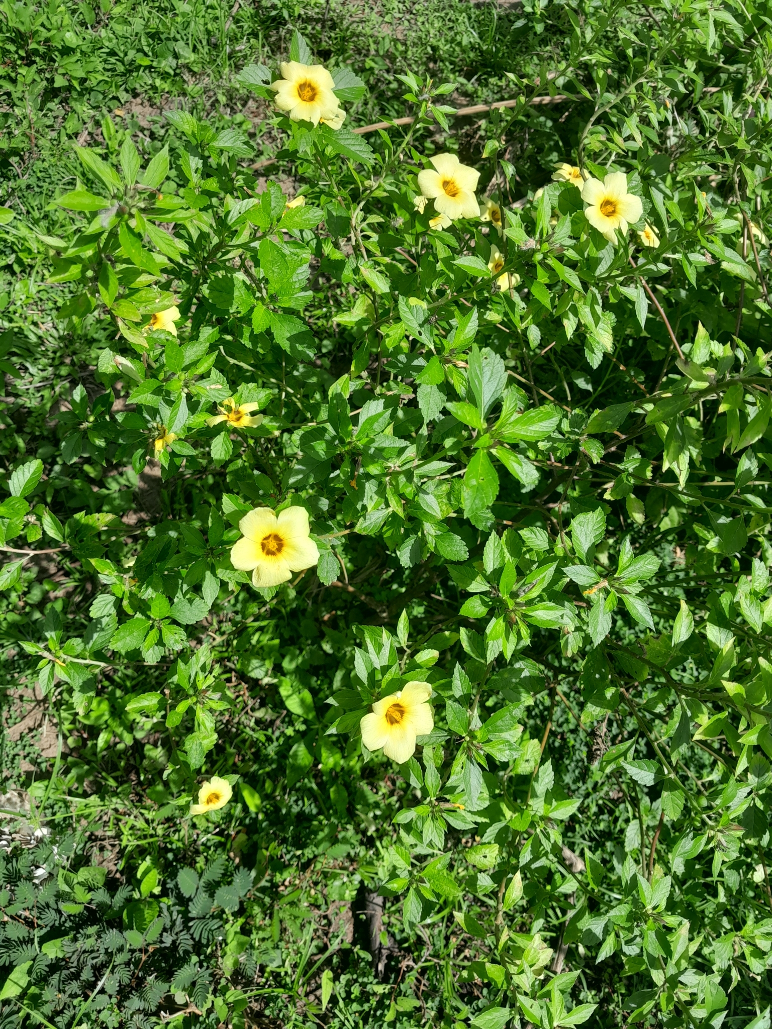 Turnera subulata