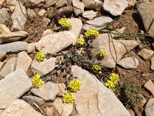 Alyssum idaeum