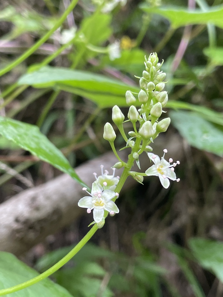 Pteroxygoneae