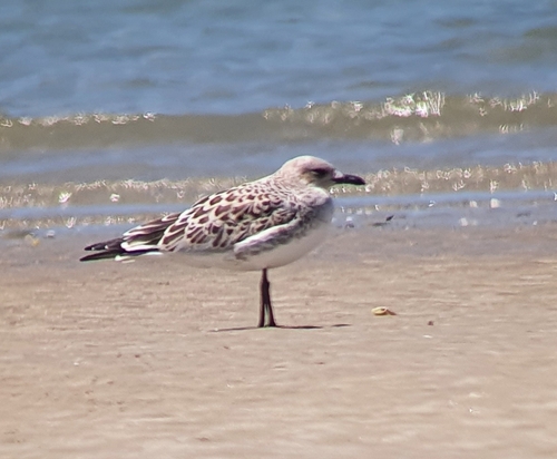 Gaviota cabecinegra (Larus melanocephalus)