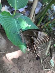 Papilio peranthus