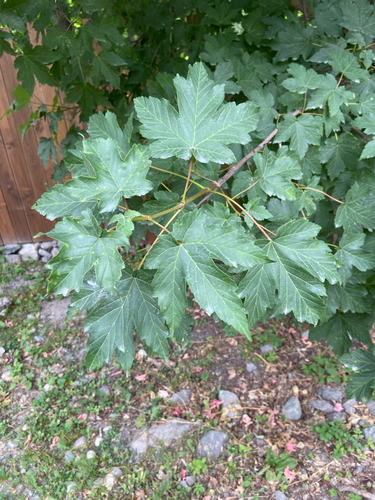 Acer heldreichii, photograph 5
