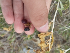 Nitraria schoberi, photograph (c) sharpnel, some rights reserved (CC BY)