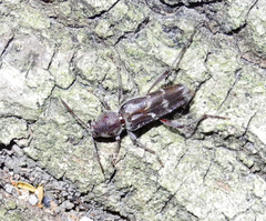 Xylotrechus smei