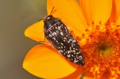 Acmaeodera mudgei