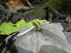Entoloma flavoviride