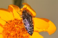 Acmaeodera mudgei