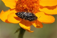 Acmaeodera mudgei