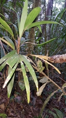 Dypsis