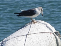 Larus argentatus vegae
