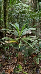 Dypsis